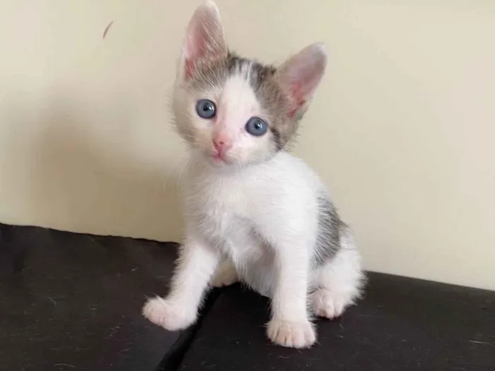 Gato ra a SRD-ViraLata idade 2 a 6 meses nome Sem nome 