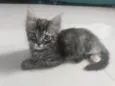 Pompom