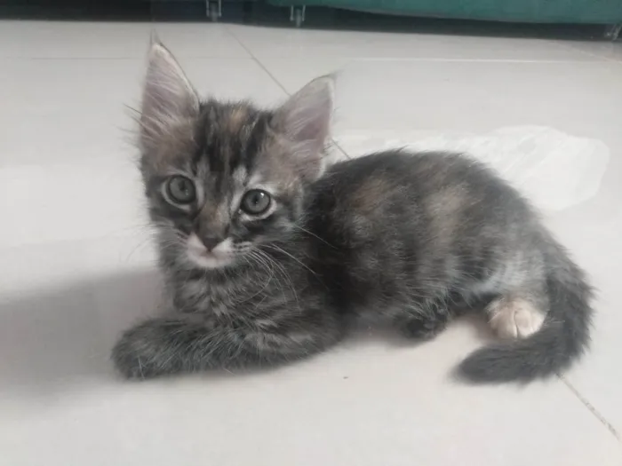 Gato ra a Srd idade 2 a 6 meses nome Pompom