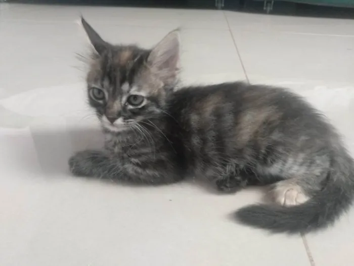 Gato ra a Srd idade 2 a 6 meses nome Pompom