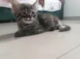 Pompom
