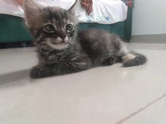 Gato ra a Srd idade 2 a 6 meses nome Pompom