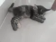 Pompom
