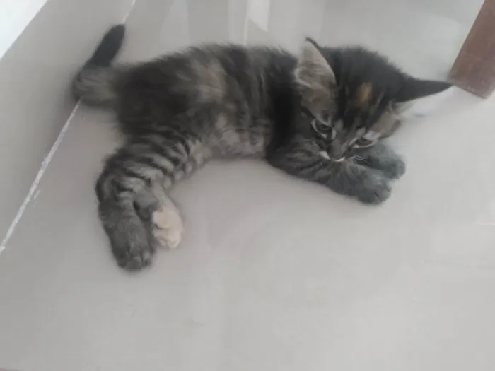 Gato ra a Srd idade 2 a 6 meses nome Pompom