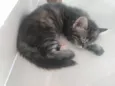 Pompom