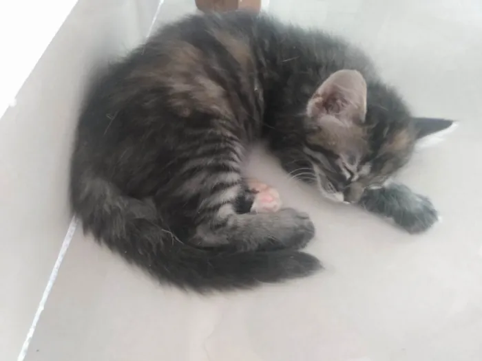 Gato ra a Srd idade 2 a 6 meses nome Pompom