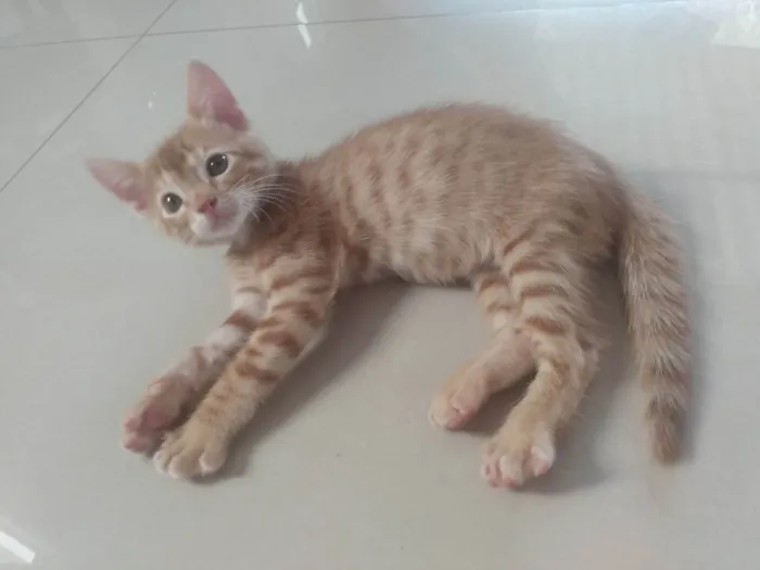 Gato ra a Srd idade 2 a 6 meses nome Caramelo (São Sebastião-DF)