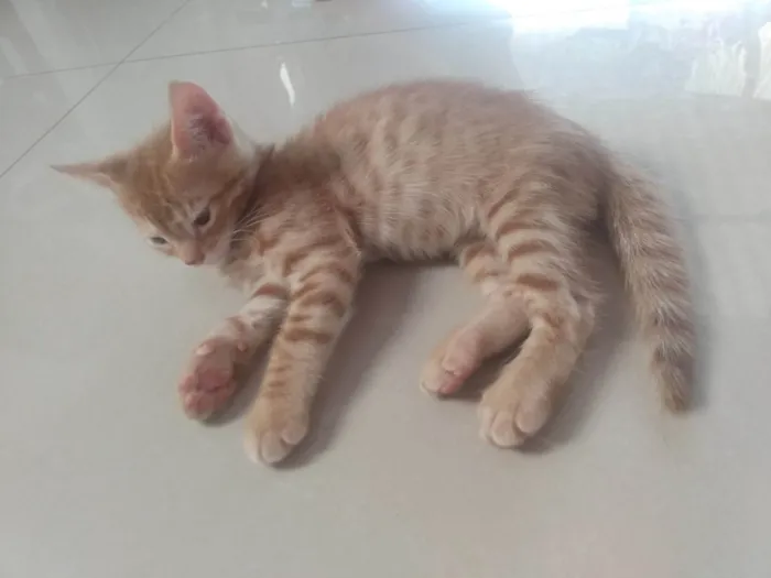 Gato ra a Srd idade 2 a 6 meses nome Caramelo (São Sebastião-DF)