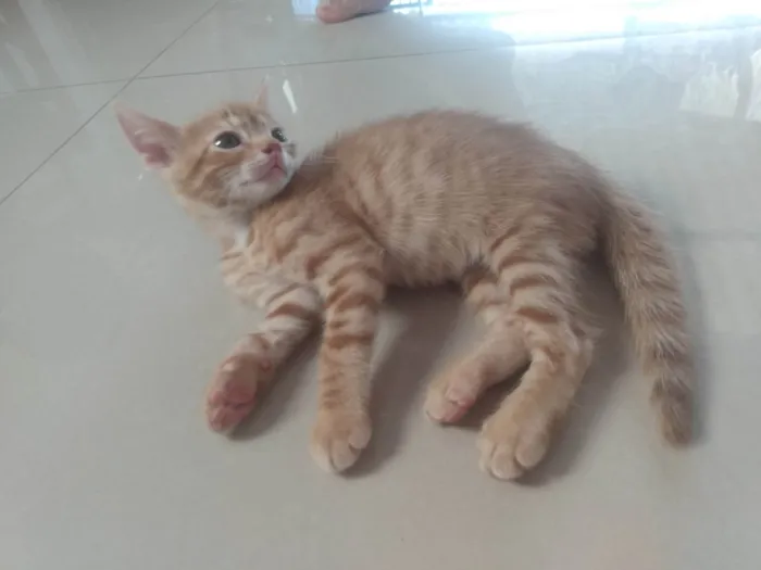 Gato ra a Srd idade 2 a 6 meses nome Caramelo (São Sebastião-DF)