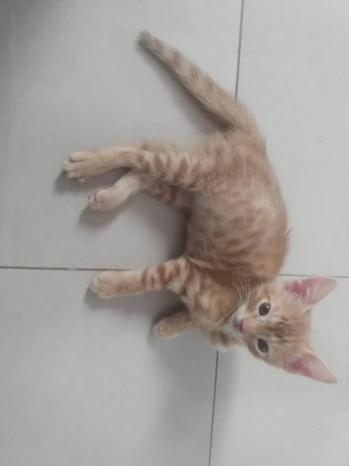 Gato ra a Srd idade 2 a 6 meses nome Caramelo (São Sebastião-DF)