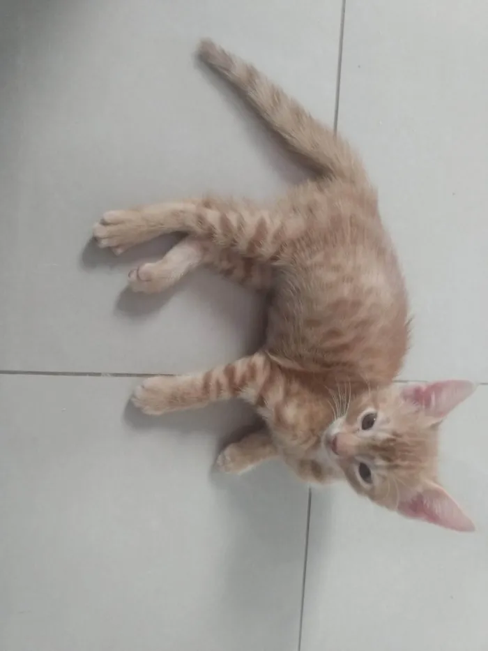 Gato ra a Srd idade 2 a 6 meses nome Caramelo (São Sebastião-DF)