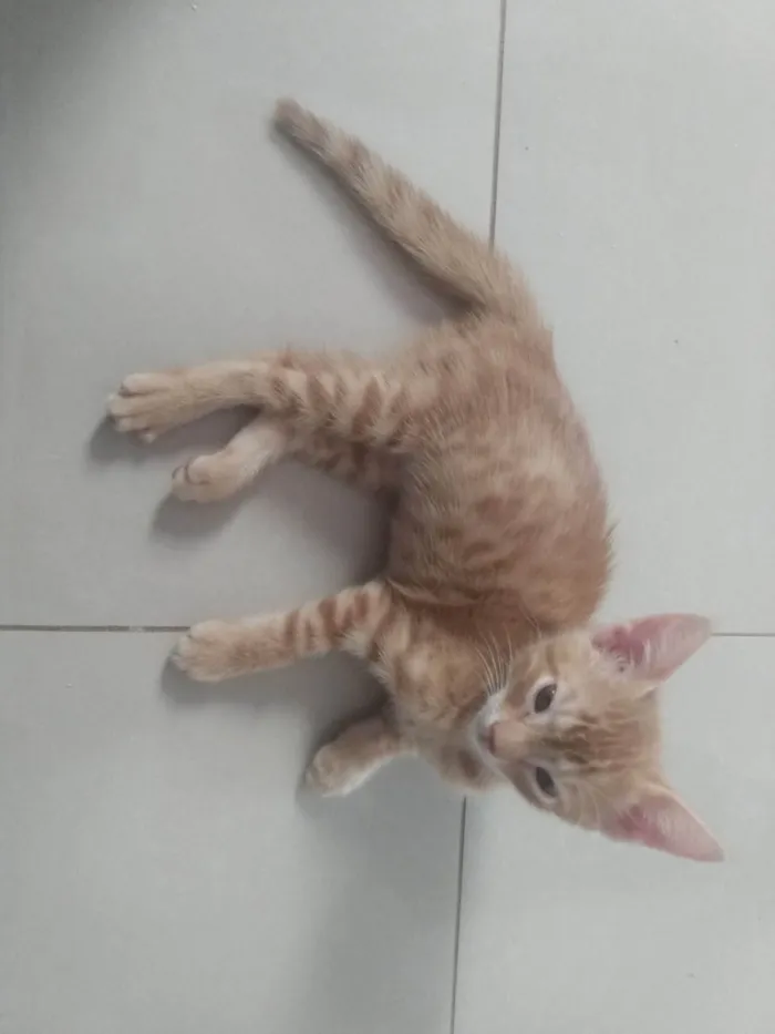 Gato ra a Srd idade 2 a 6 meses nome Caramelo (São Sebastião-DF)