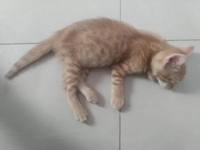 Gato ra a Srd idade 2 a 6 meses nome Caramelo (São Sebastião-DF)
