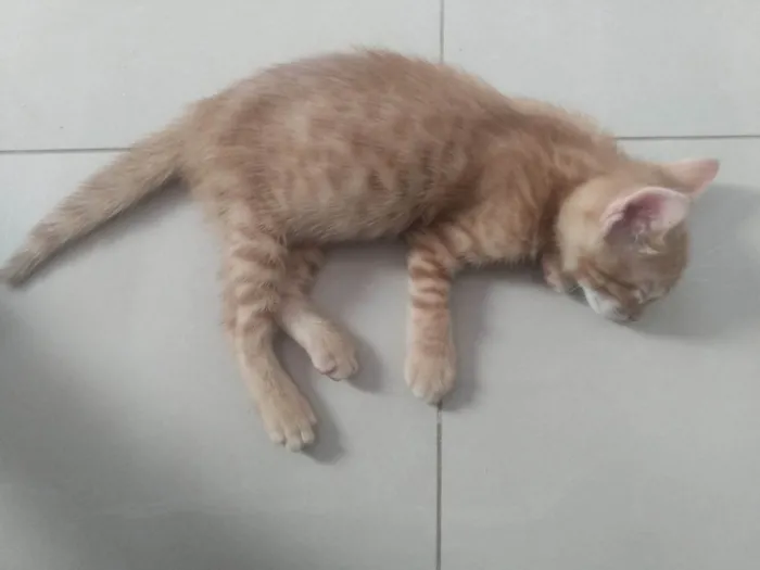 Gato ra a Srd idade 2 a 6 meses nome Caramelo (São Sebastião-DF)