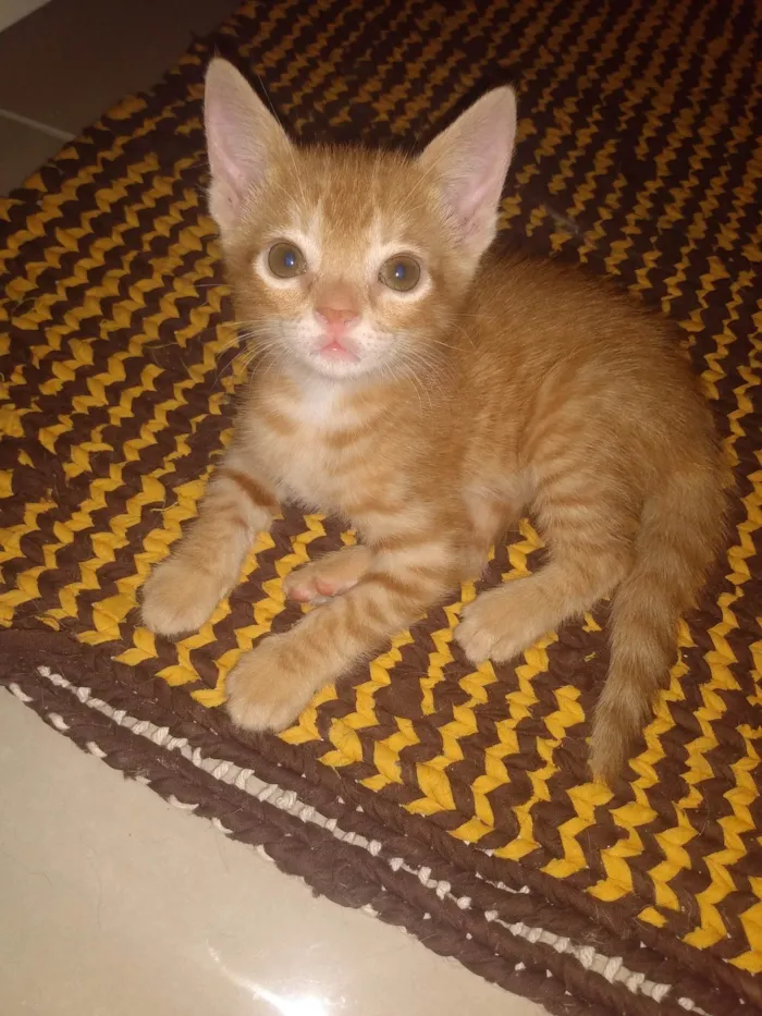 Gato ra a Srd idade 2 a 6 meses nome Caramelo (São Sebastião-DF)