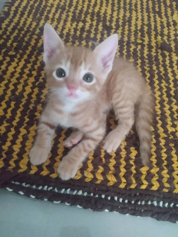 Gato ra a Srd idade 2 a 6 meses nome Caramelo (São Sebastião-DF)