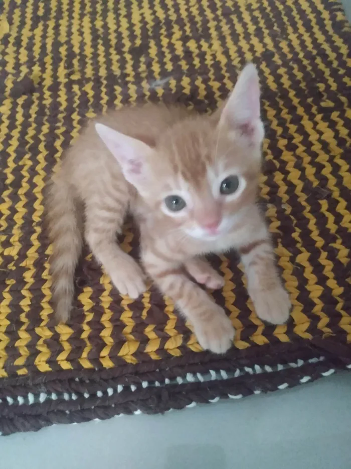 Gato ra a Srd idade 2 a 6 meses nome Caramelo (São Sebastião-DF)