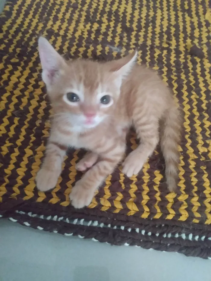 Gato ra a Srd idade 2 a 6 meses nome Caramelo (São Sebastião-DF)
