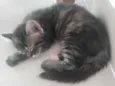 Pompom