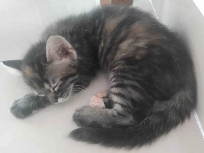 Gato ra a Srd idade 2 a 6 meses nome Pompom