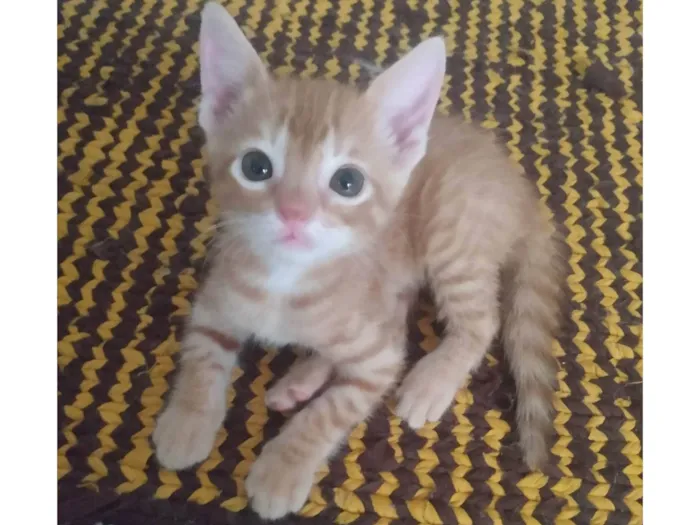 Gato ra a Srd idade 2 a 6 meses nome Caramelo (São Sebastião-DF)