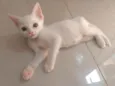 Pipoca