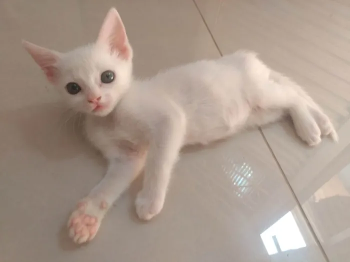 Gato ra a Srd idade Abaixo de 2 meses nome Pipoca