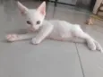 Pipoca
