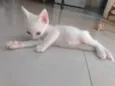 Pipoca