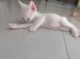 Pipoca