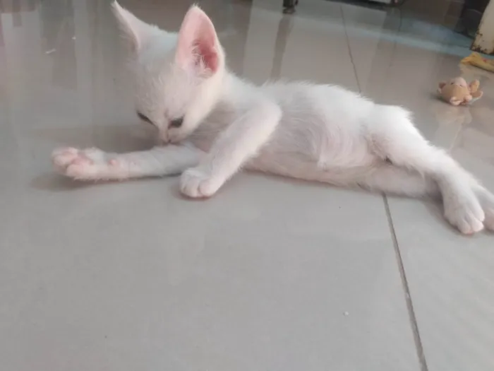 Gato ra a Srd idade Abaixo de 2 meses nome Pipoca