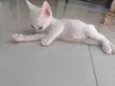 Pipoca