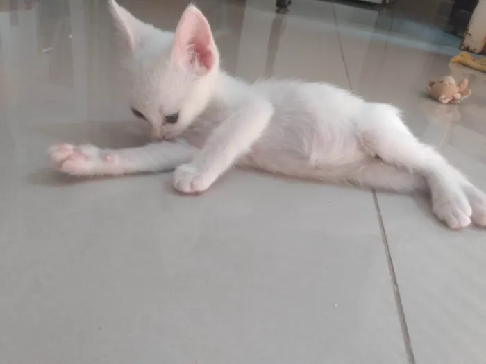 Gato ra a Srd idade Abaixo de 2 meses nome Pipoca