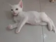 Pipoca