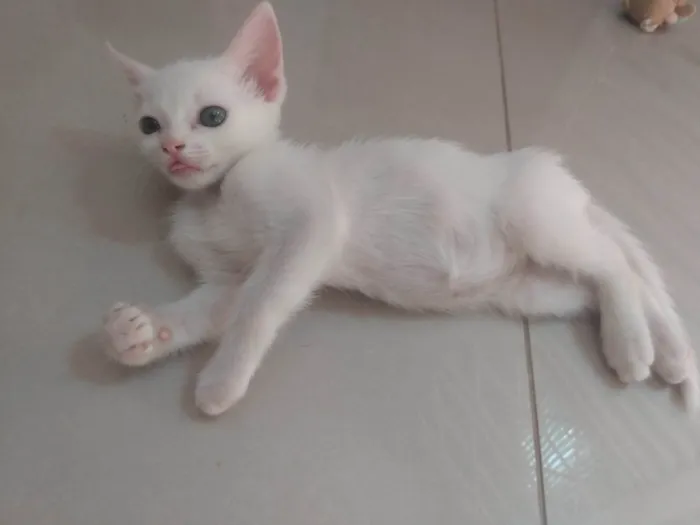 Gato ra a Srd idade Abaixo de 2 meses nome Pipoca