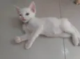 Pipoca