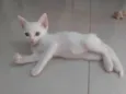 Pipoca