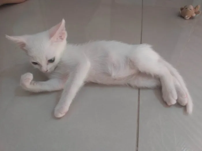 Gato ra a Srd idade Abaixo de 2 meses nome Pipoca