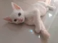 Pipoca