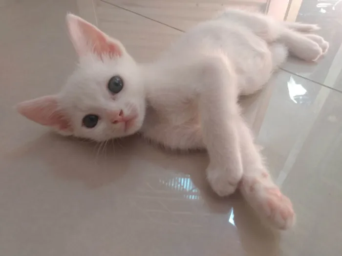 Gato ra a Srd idade Abaixo de 2 meses nome Pipoca