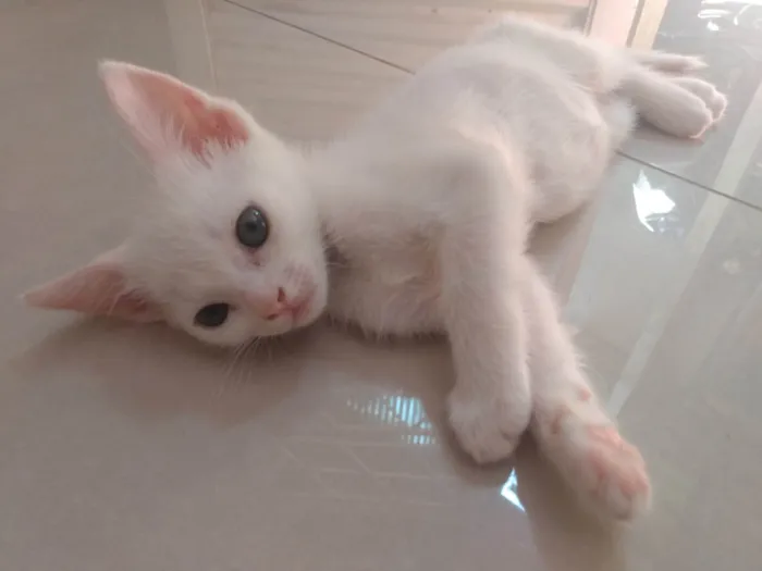 Gato ra a Srd idade Abaixo de 2 meses nome Pipoca