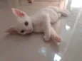 Pipoca
