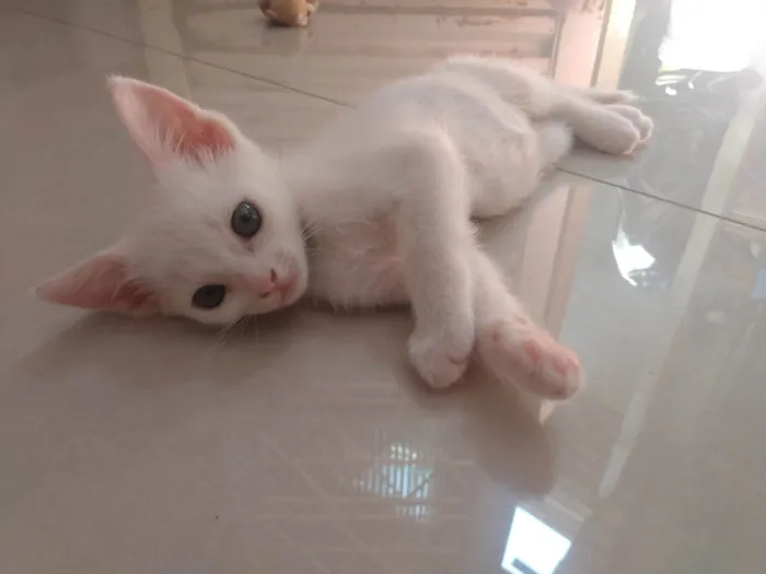 Gato ra a Srd idade Abaixo de 2 meses nome Pipoca