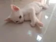 Pipoca