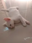 Pipoca