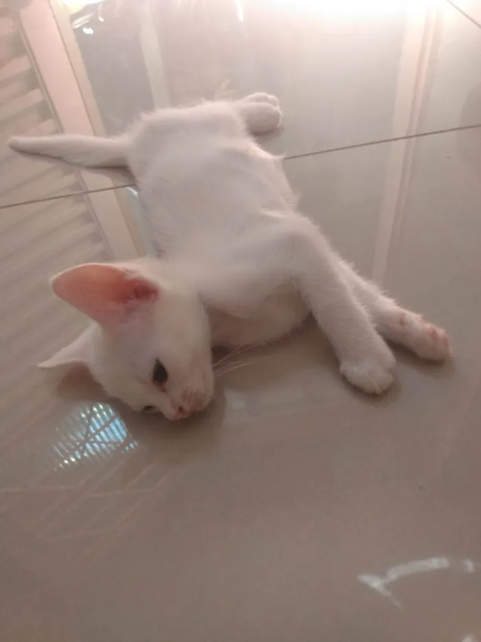 Gato ra a Srd idade Abaixo de 2 meses nome Pipoca