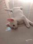 Pipoca