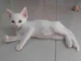 Pipoca