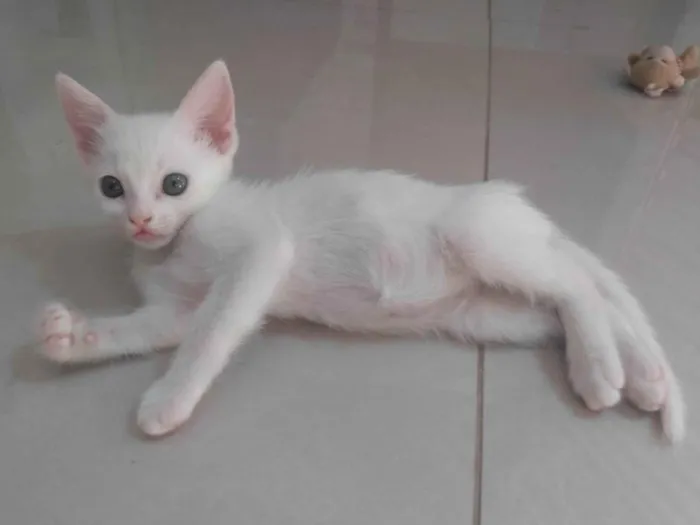 Gato ra a Srd idade Abaixo de 2 meses nome Pipoca