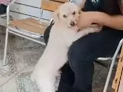 Cachorro raça SRD-ViraLata idade 2 anos nome DENGOSO